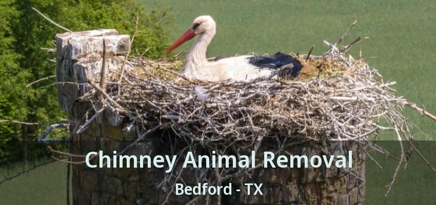Chimney Animal Removal Bedford - TX