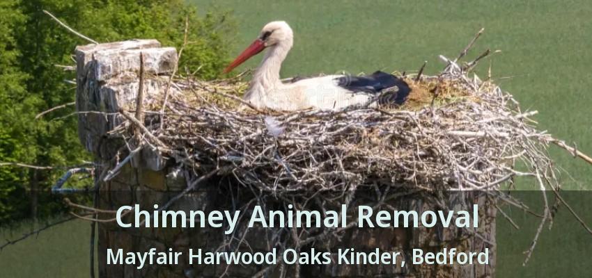 Chimney Animal Removal Mayfair Harwood Oaks Kinder, Bedford - TX