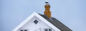 Chimney Nest Removal Bedford